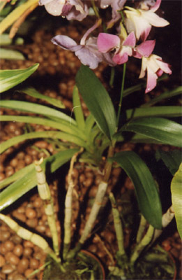 ����ʯ��Dendrobium nobile Lindl
