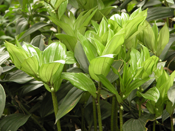 ����Polygonatum odoratum (Mill.) Druce