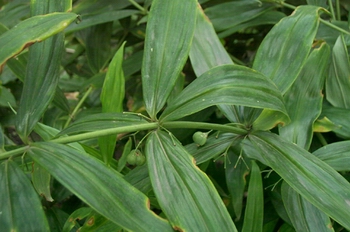 �ƾ�Polygonatum sibiricum Red.