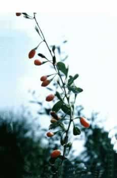 �������Lycium barbarum L.
