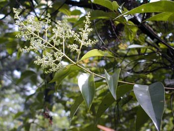 Ů��Ligustrum lucidum Ait.