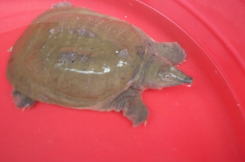 �л���Trionyx sinensis Wiegmann