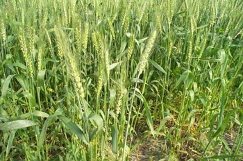 С��Triticum aestivum L.