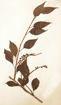 ����ζ��Schisandra chinensis (Turcz��) Baill��