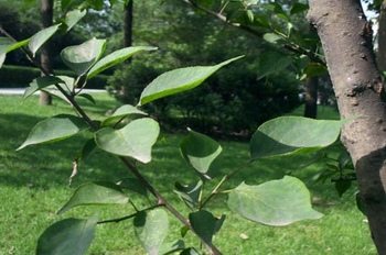 ÷Prunus mume (Sieb.) Sieb.et Zucc��