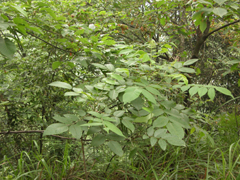 �η�ľRhus chinensis Mill.