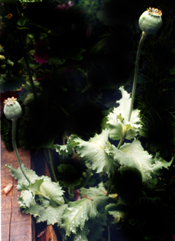 ���Papaver somniferum L.