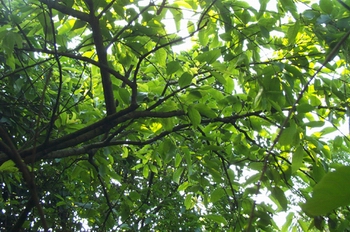 ڭ��Terminalia chebula Retz.