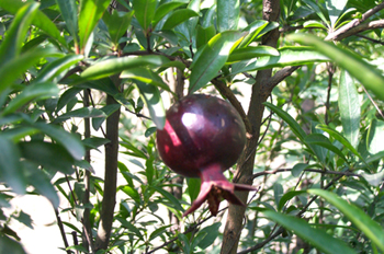 ʯ��Punica granatum L.
