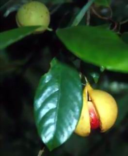 �ⶹޢMyristica fragrans Houtt��