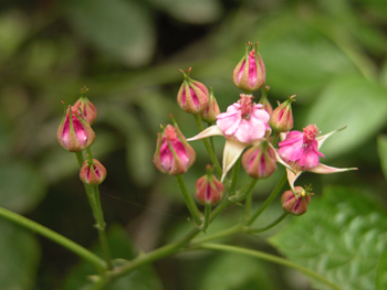 ����������Rubus chingii Hu