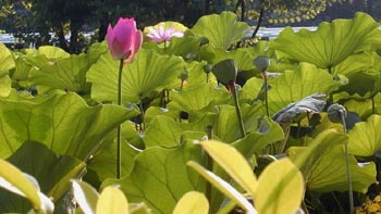 ��Nelumbo nucifera Gaertn��