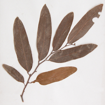 �����Hydnocarpus anthelmintica Pier.