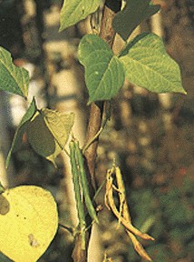 �ඹPhaseolus angularis Wight