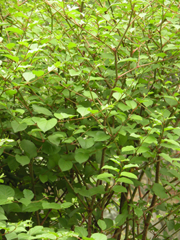 ����Polygonum cuspidatum Sieb. Et Zucc.