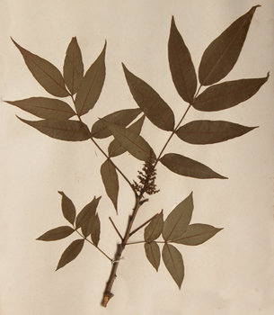 ����Toxicodendron vernicifluum(Stokes)F.A.Barkl.