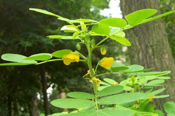 ����Cassia obtusifolia L.