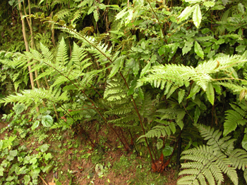 ��ë����Cibotium barometz (L.) J.Sm