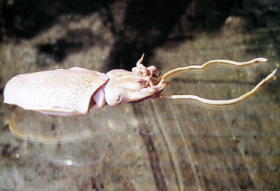 ������Sepia esculenta Hoyle