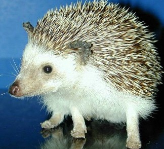 ���Erinaceus europaeus L.