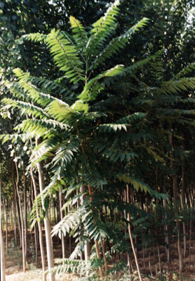 ����Ailanthus altissimoa (Mill.) Swingle