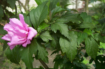 ľ��Hibiscus syriacus L.