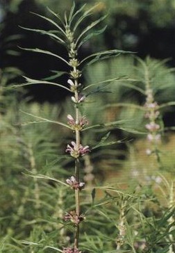 ��ĸ��Leonurus japonicus Houtt��