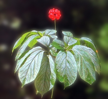 �����Panax quinquefolium L.