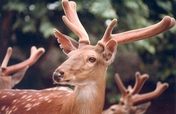 ÷��¹Cervus Nippon Temminck