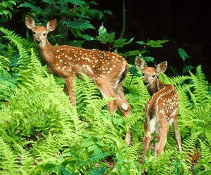 ÷��¹Cervus nippon Temminck