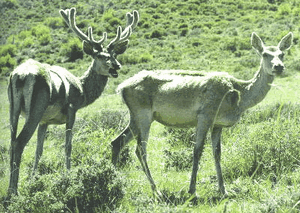 ��¹Cervus elaphus Linnaeus
