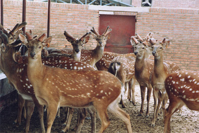 ÷��¹Cervus nippon Temminck