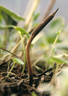 �����Ĳ�Cordyceps sinensis (Berk.) Sacc.