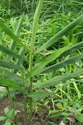 ��Zingiber officinale Rose��
