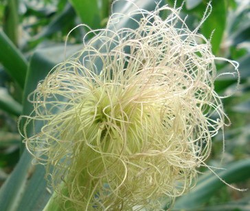 ������Zea mays L.
