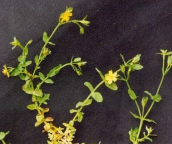 �ض���Hypericum japonicum Thunb.