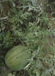 ����Citrullus lanatus (Thuub.) Mansfeld