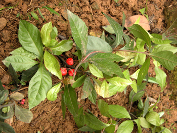 �Ͻ�ţArdisia japonica (Hornsted) Blume