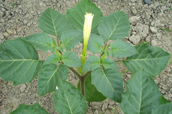 ��������Datura metel L.