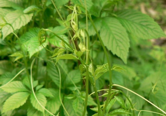 �ʹ���Gynostemma pentaphyllum (Thunb.) Makino