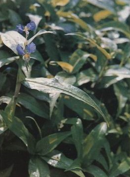 Ѽ�Ų�Commelina communis L.