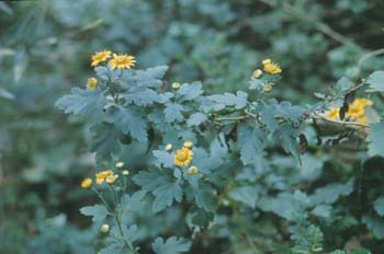 Ұ��Chrysanthemum Indicum L.