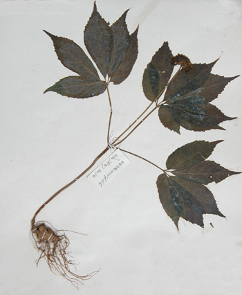 ����Panax notoginseng(Burk.)F.H.Chen