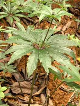 ��Ҷһ֦��Paris polyphylla Smith var.chinensis (Franch.) Hara