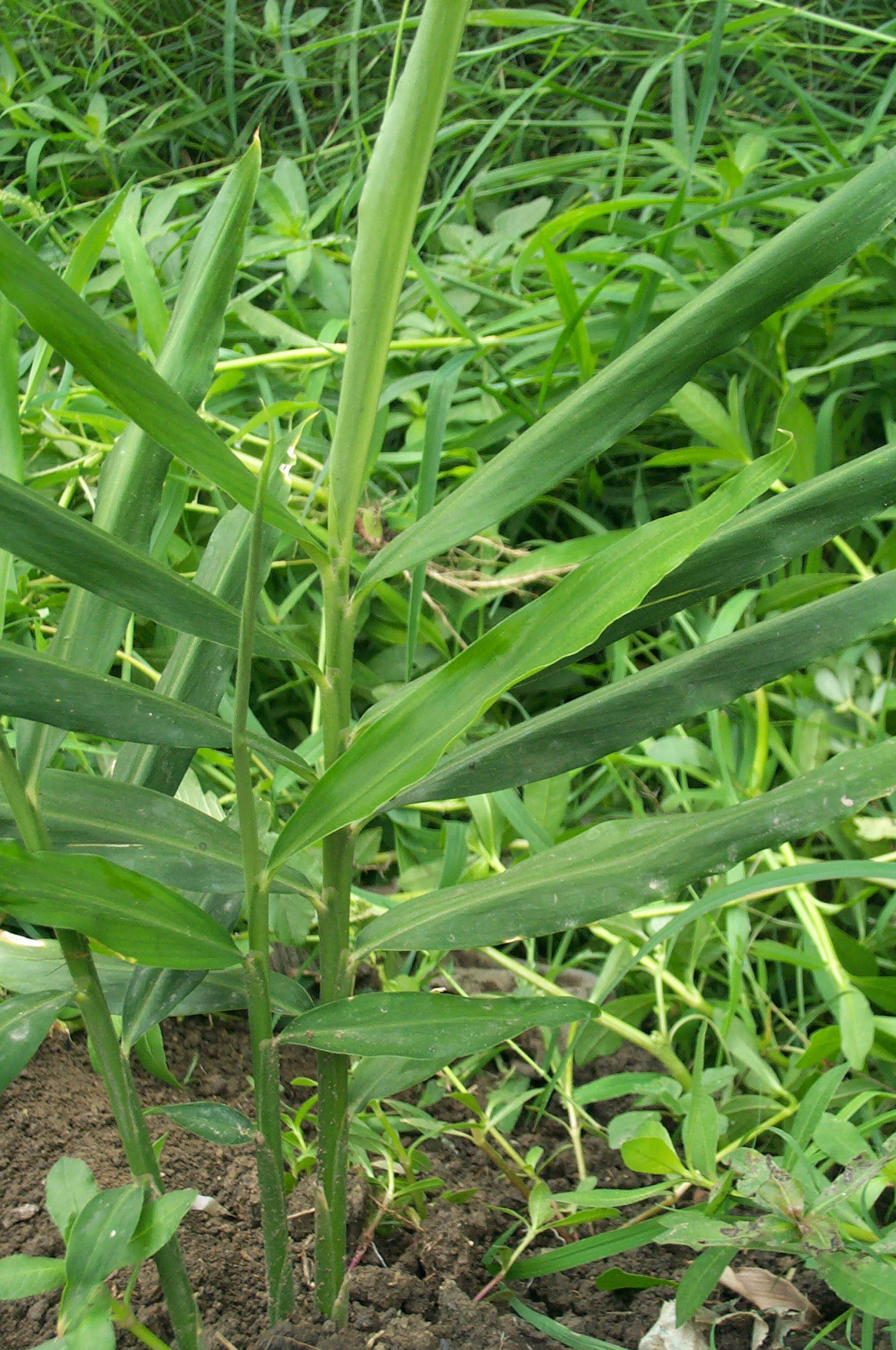 ��Zingiber officinale Rosc��