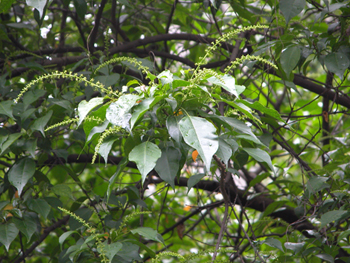 �Ͷ�Croton tiglium L.