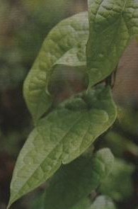 ����Tinospora capillipes Gagnep��
