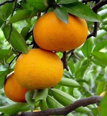 ���Citrus aurantium L.