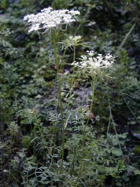 Ұ���ܲ�Daucus carota L.
