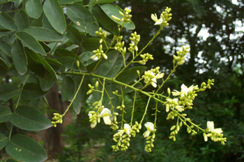 ��Sophora japonica L��